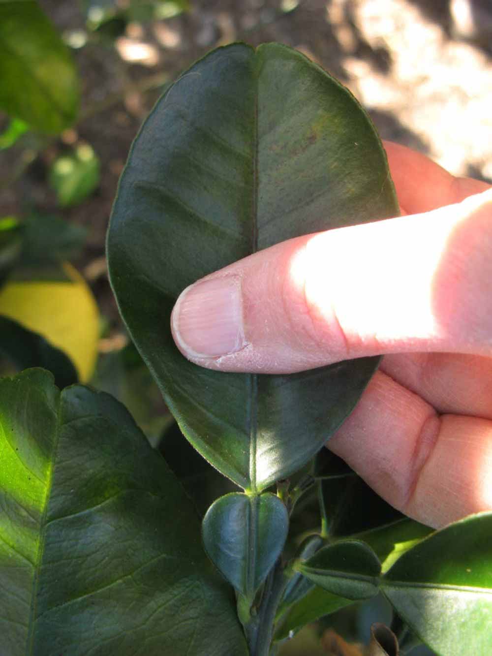              Unifoliolate leaf (Winter Haven, FL)       